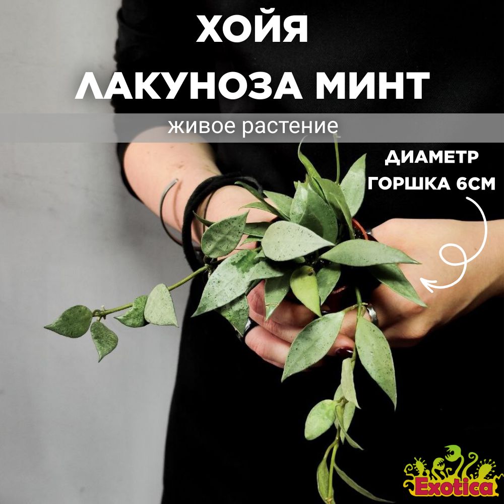 Хойя Лакуноза Минт (Hoya Lacunosa Mint) D6см