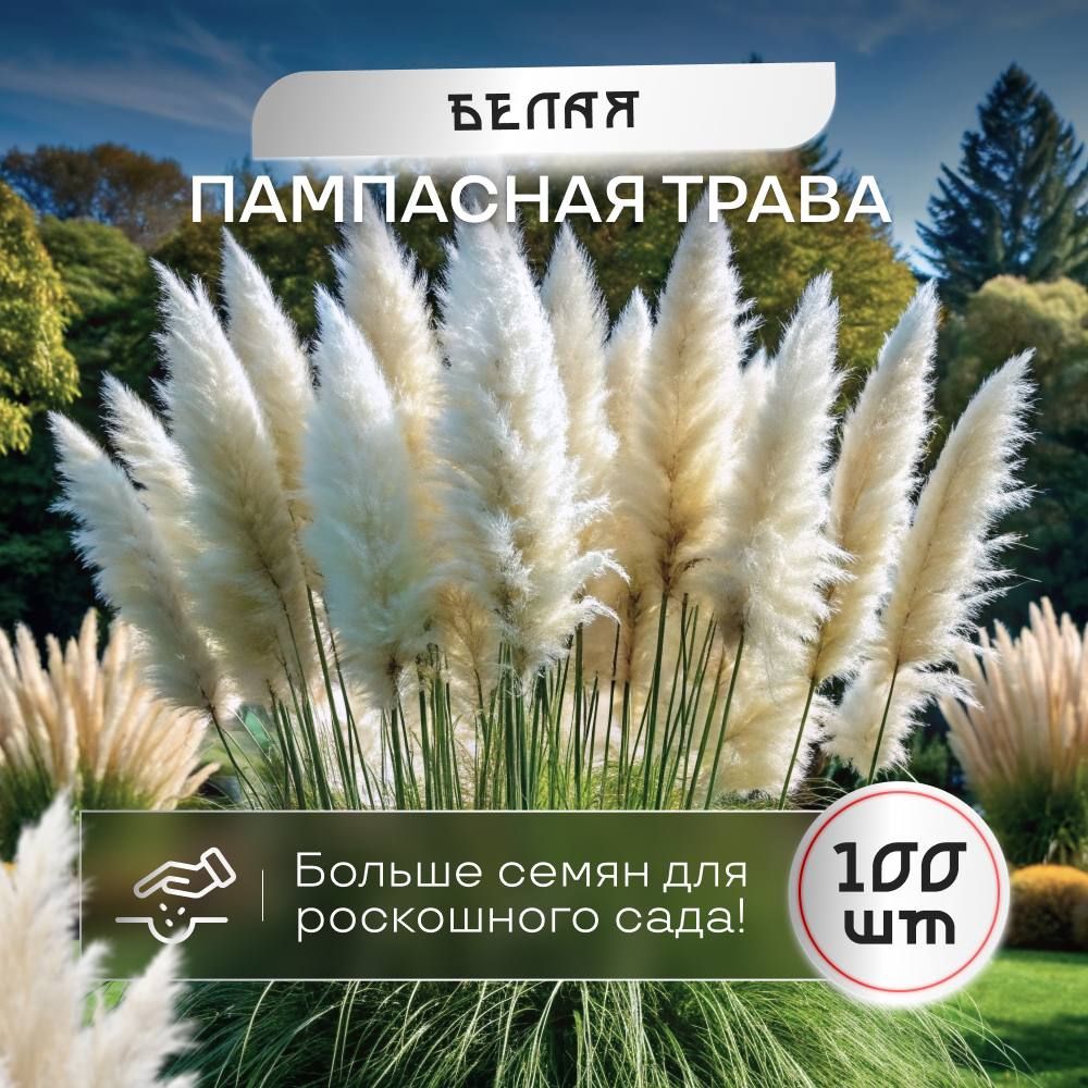 Пампасная трава кортадерия белая семена 100 шт.