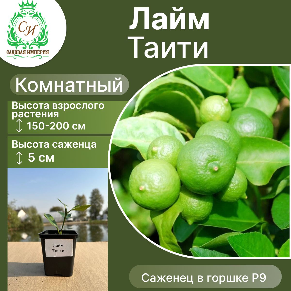 Лайм Таити