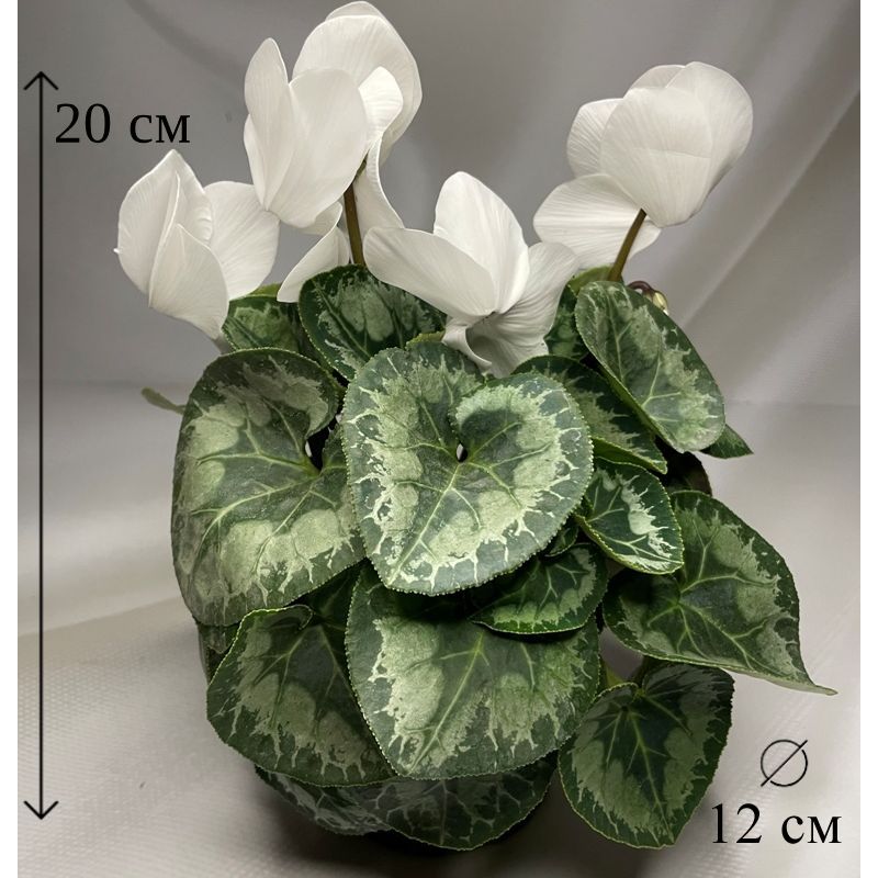 Цикламен белый в горшке D-12 см живое растение