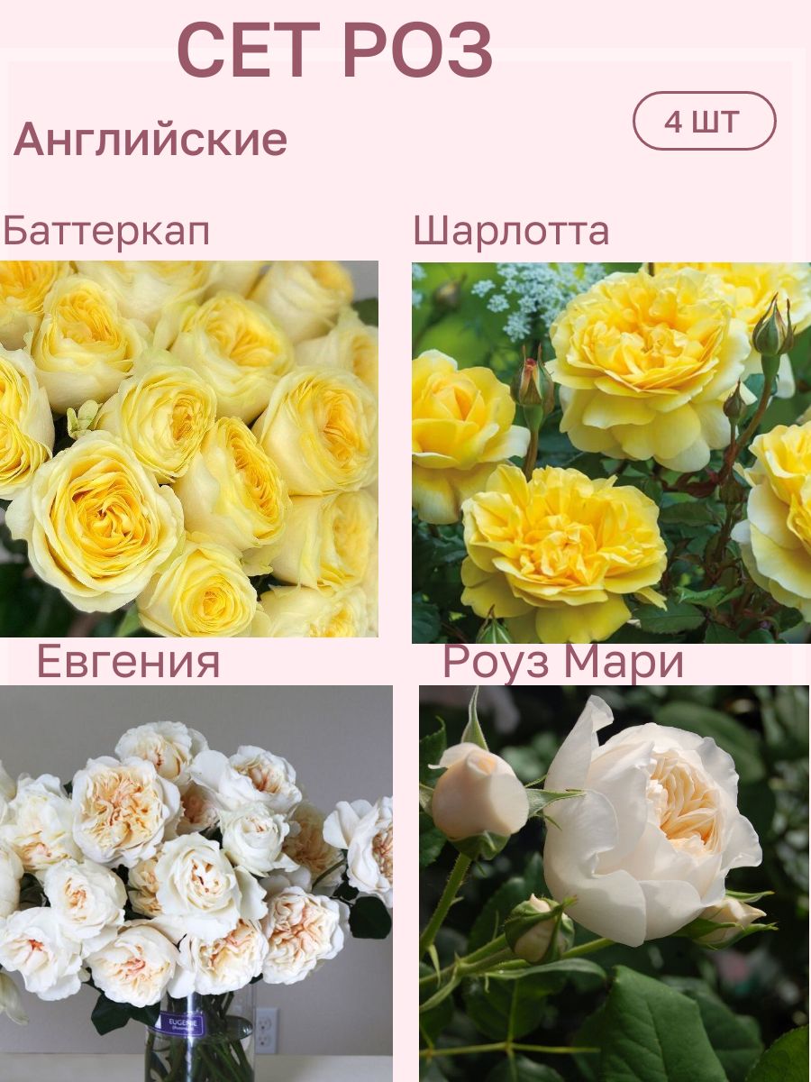 Как выбрать розы для сада: разбираемся в группах и особенностях