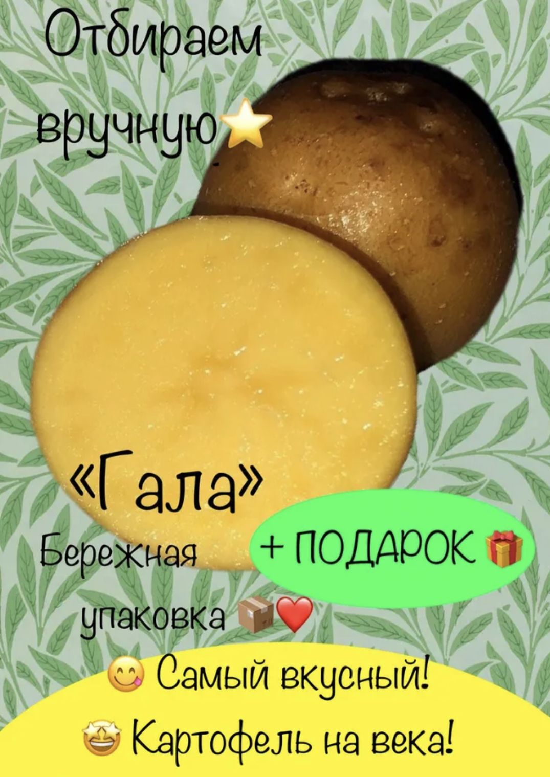 КартофельГала,домашнийнапосадку,2кг(клубни),урожайавгуст2025+ПОДАРОК