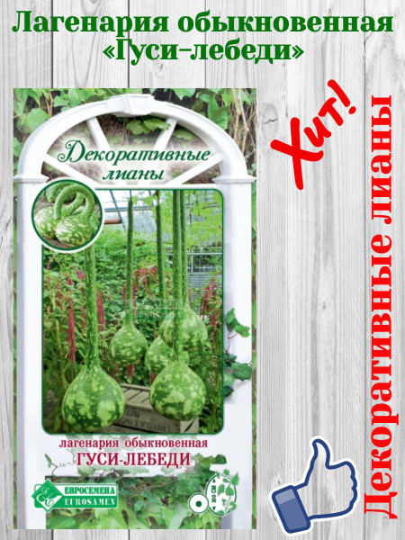 Лагенария Евросемена Тыква от_«Гуси-лебеди» - купить по выгодным ценам ...