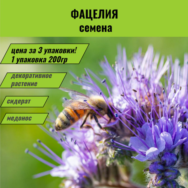 Агбина Фацелия - купить по выгодным ценам в интернет-магазине OZON ...