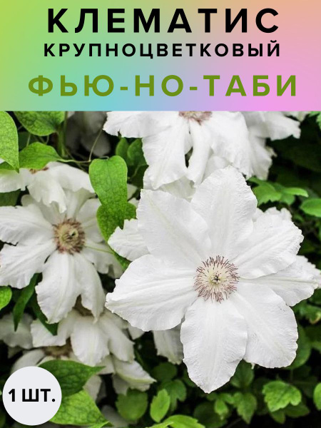 Клубни Клематис, Клематисы Russian Garden купить по выгодной цене в ...
