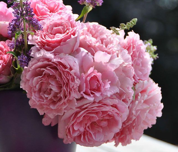 Роза плетистая Бьенвеню С2 438464 купить с доставкой в МЕГАСТРОЙ Чебоксары