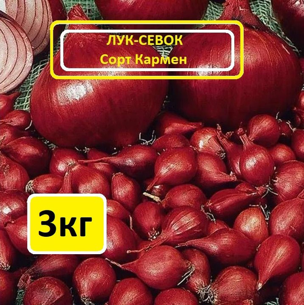 Луковицы Лук севок Лук севок купить по выгодной цене в интернет ...