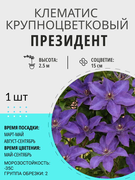 Клубни Клематис, Клематисы купить по выгодной цене в интернет-магазине ...