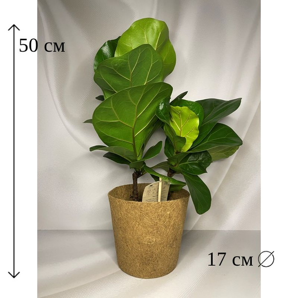 Фикус зеленый, 17 дм, 1 шт - купить по выгодной цене в интернет ...