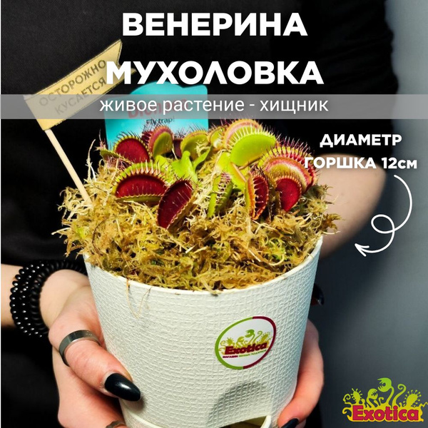Венерина Мухоловка, Дионея пересаженная D12см (ХИЩНОЕ РАСТЕНИЕ) купить ...