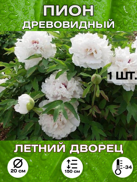 Пионы Magic Blooming Garden Пион саженец, многолетние цветы - купить по ...