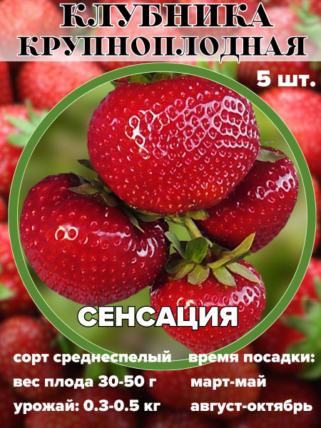 Клубника Russian Garden Клубника крупноплодная, рассада, саженцы 5 штук ...