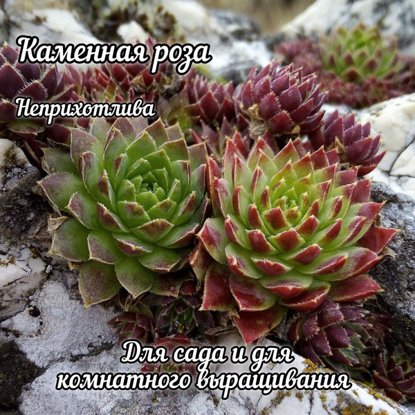 Каменная Роза Суккулент Разновидности Названия Фото