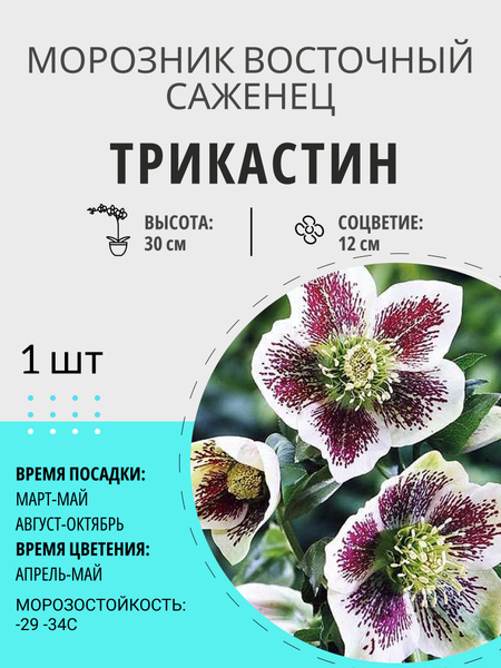 Морозник морозник - купить по выгодным ценам в интернет-магазине OZON ...