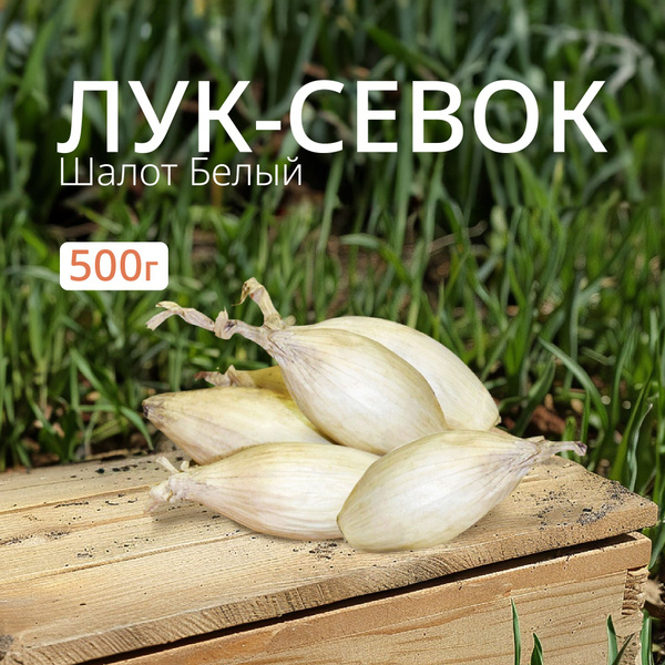 Луковицы Лук севок купить по выгодной цене в интернет-магазине OZON ...