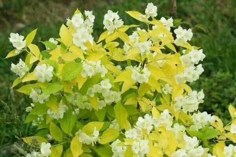 Жасмин садовый (Чубушник) Ауреус - купить с доставкой по выгодным ценам ...