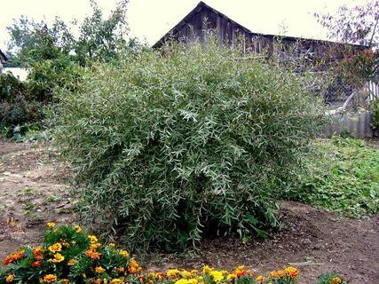 Ива Шаровидный Карлик - купить с доставкой по выгодным ценам в интернет ...