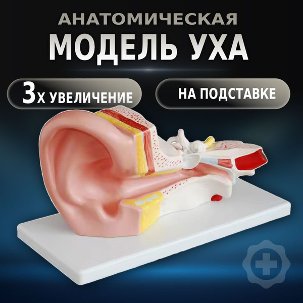 Анатомическая модель человеческого уха увеличенное в 3 раза - купить с ...