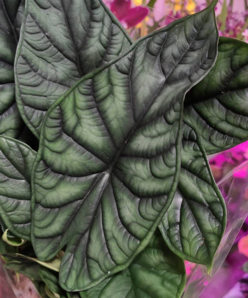 Алоказия Orchid22 Dragon Scale ("Шкура дракона"), 11 дм, 1 шт - купить ...
