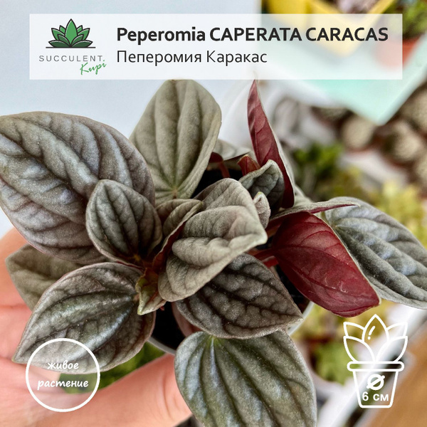Пеперомия Succulent.Kupi Peperomia CAPERATA CARACAS / Пеперомия Каракас ...