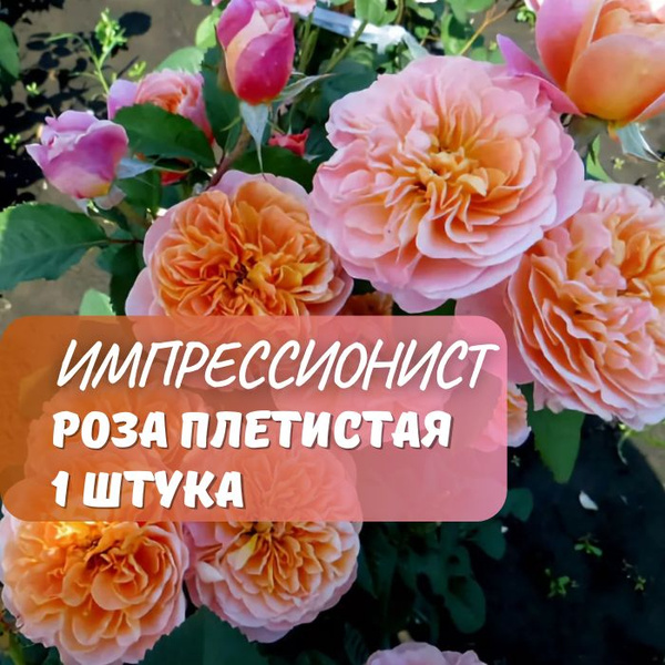 Роза плетистая Импрессионист / саженец розы - купить с доставкой по ...