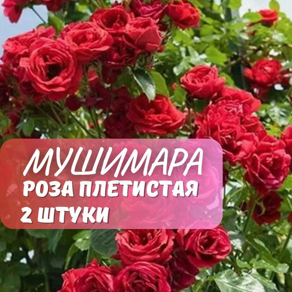 Роза плетистая Мушимара 2шт / саженец розы - купить с доставкой по ...
