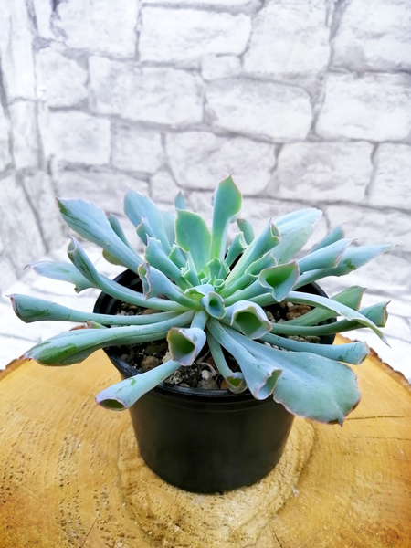 Суккулент Эхеверия "Трампет Пинки" (Echeveria cv 'Trumpet Pinky ...