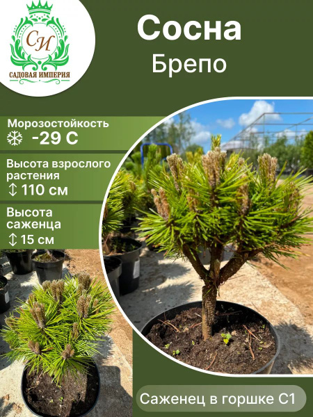 Клубни Сосна Садовая Империя купить по выгодной цене в интернет ...