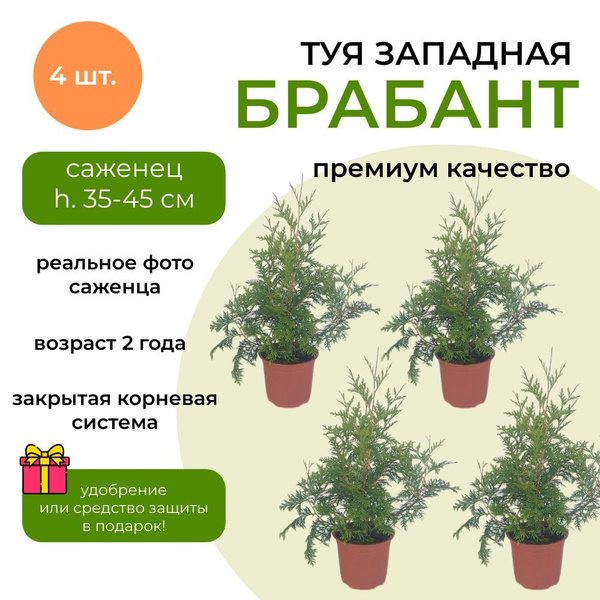 Туя Брабант h. 35-45 см, 2х летний саженец, закрытая коневая система, 4 ...