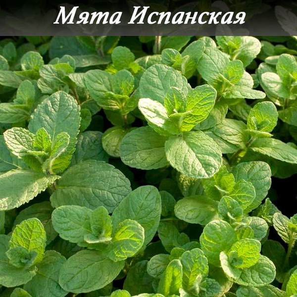 Мята колосистая "Испанская" (зеленая) саженец купить на OZON по низкой ...
