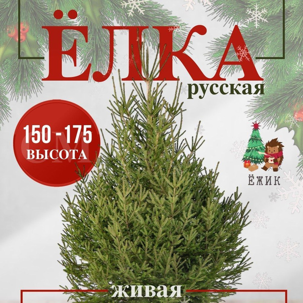 Елка живая, 150-175 см купить на OZON по низкой цене (1341313601)