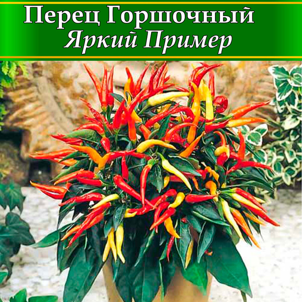 Перцы декоративные, Перец острый овощей - купить по выгодным ценам в ...