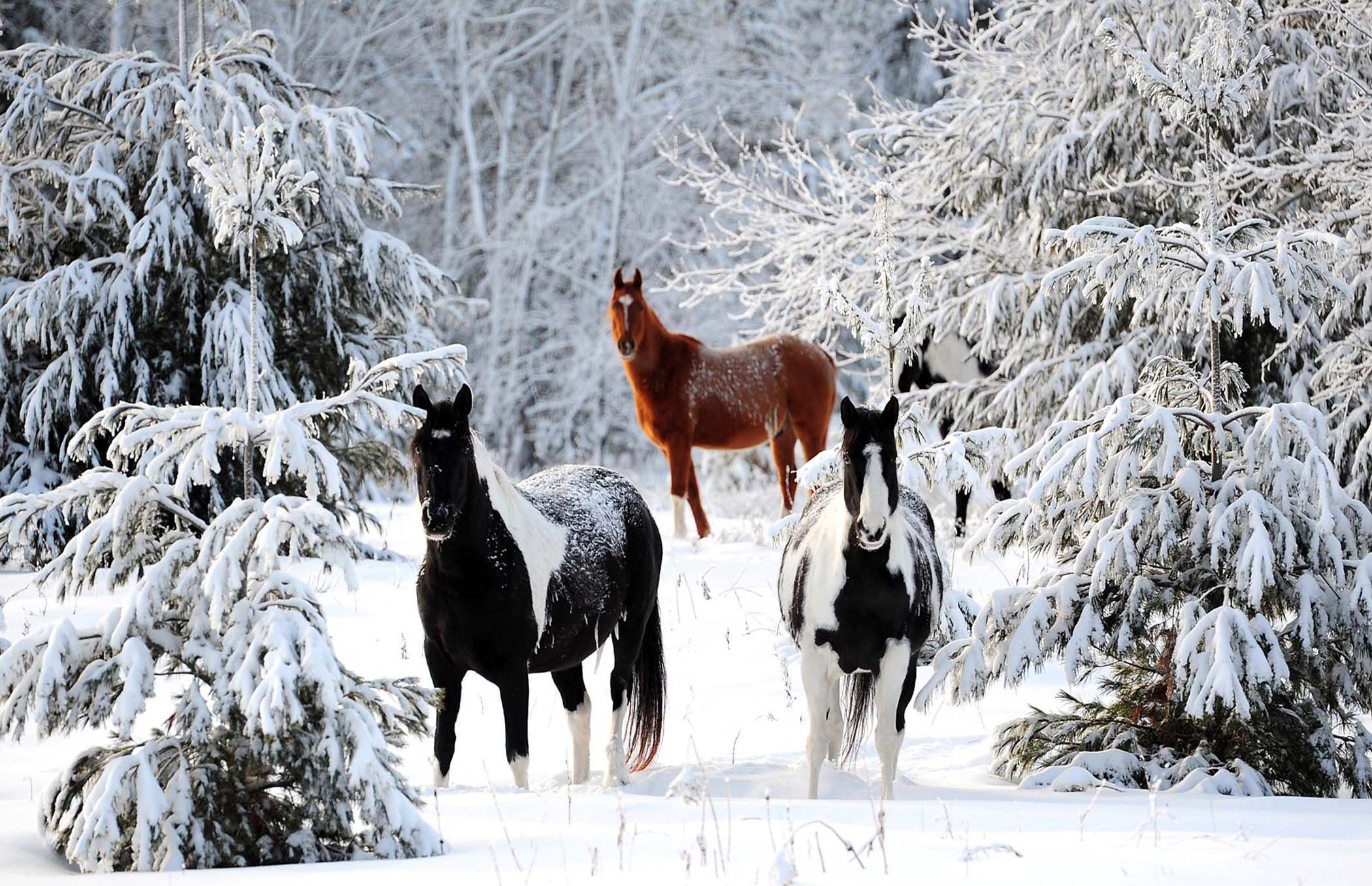 Лошади времен года. Красивая зима. Лошади зимой. Лошадь в зимнем лесу. Звери зимой.