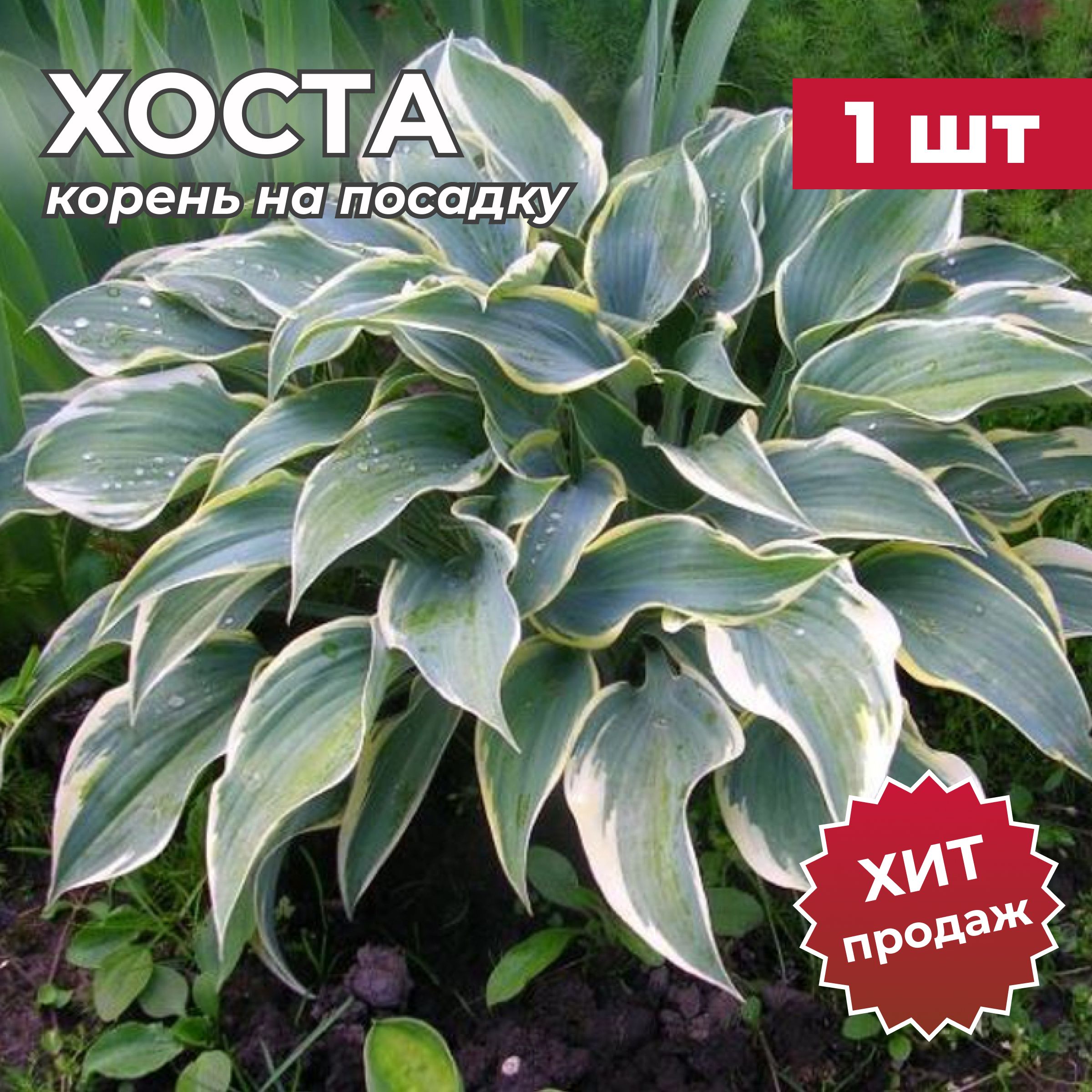 Саженцы Хост Купить В Леруа Мерлен Калуга