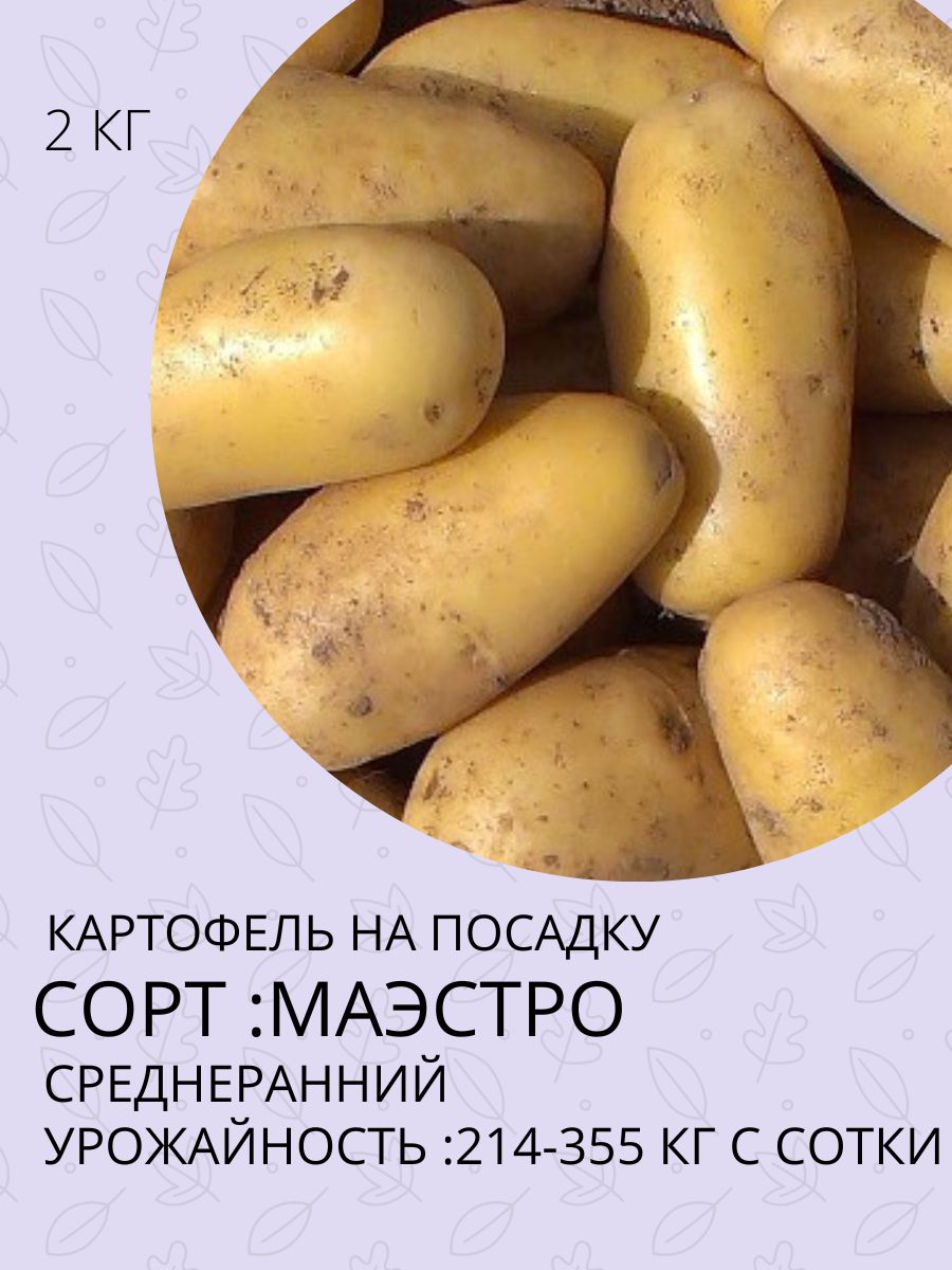 Купить Семенной Картофель В Ростовской Области