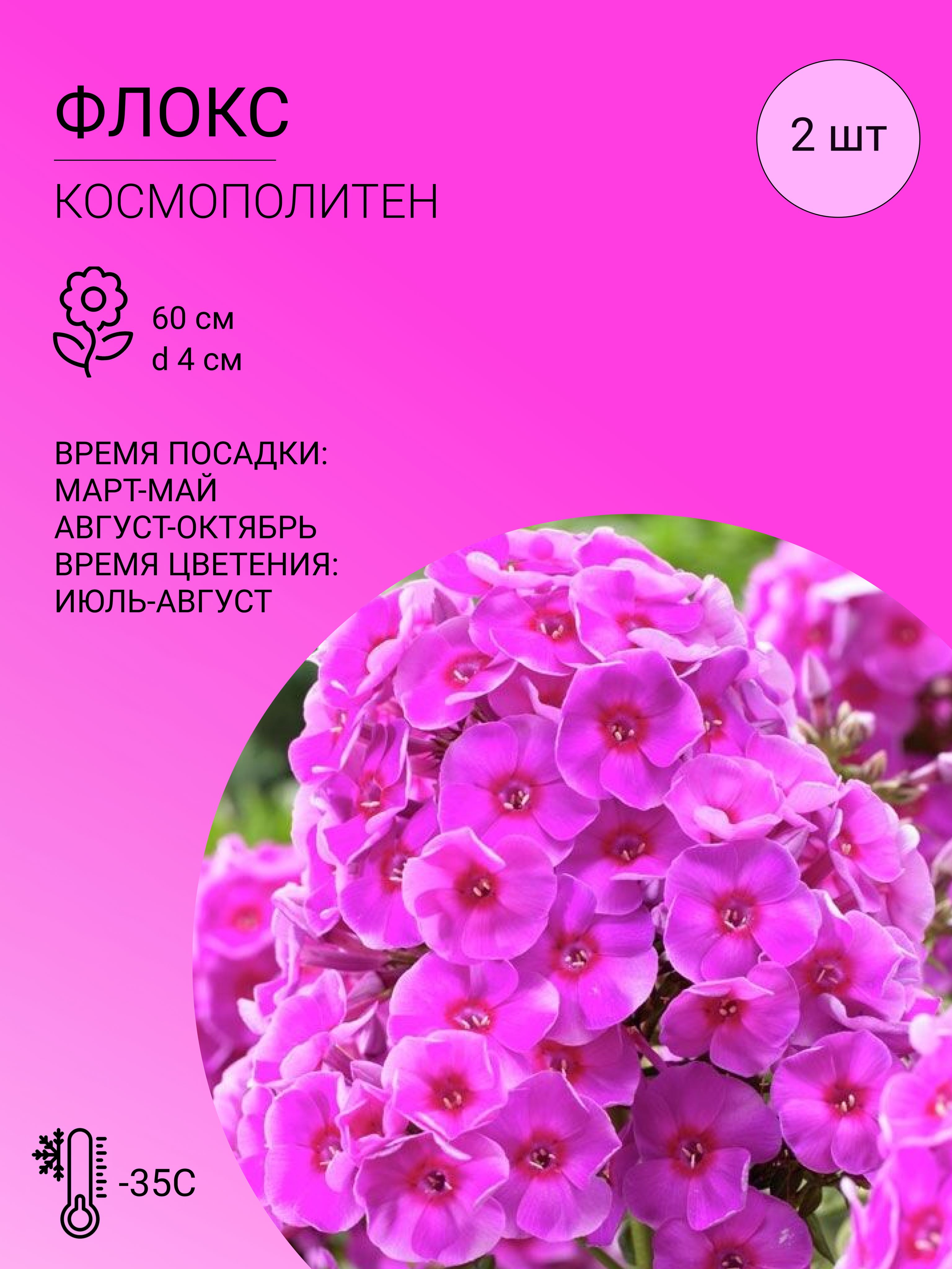 Флоксы характеристика