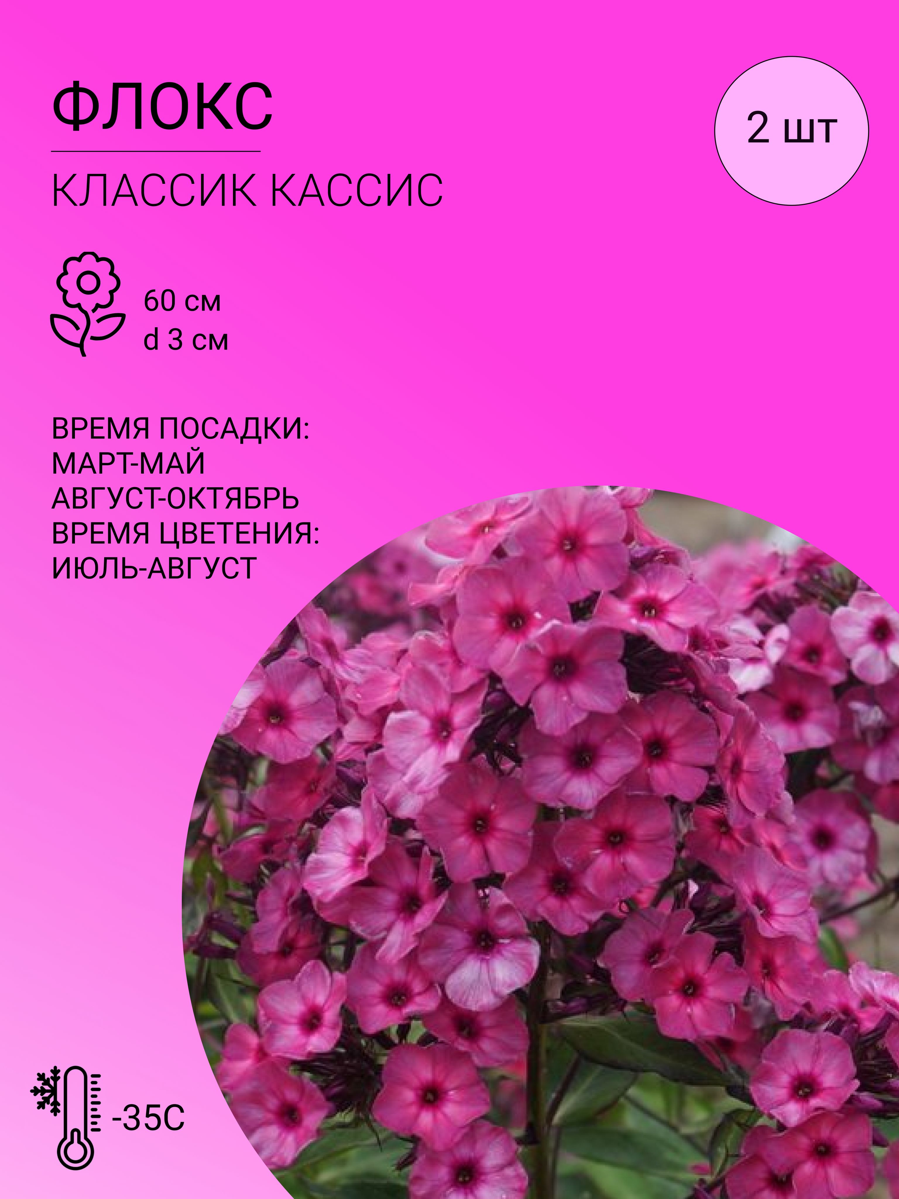 Флоксы характеристика