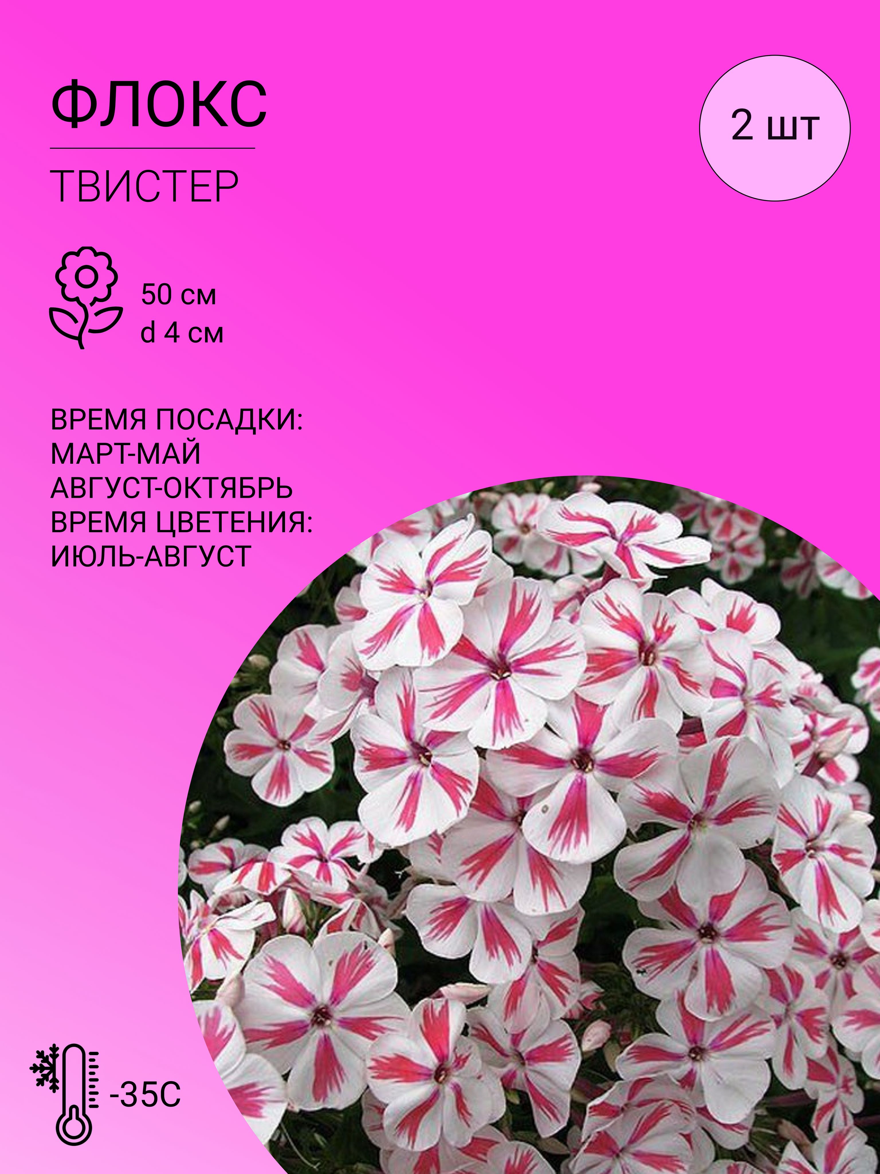 Флоксы характеристика