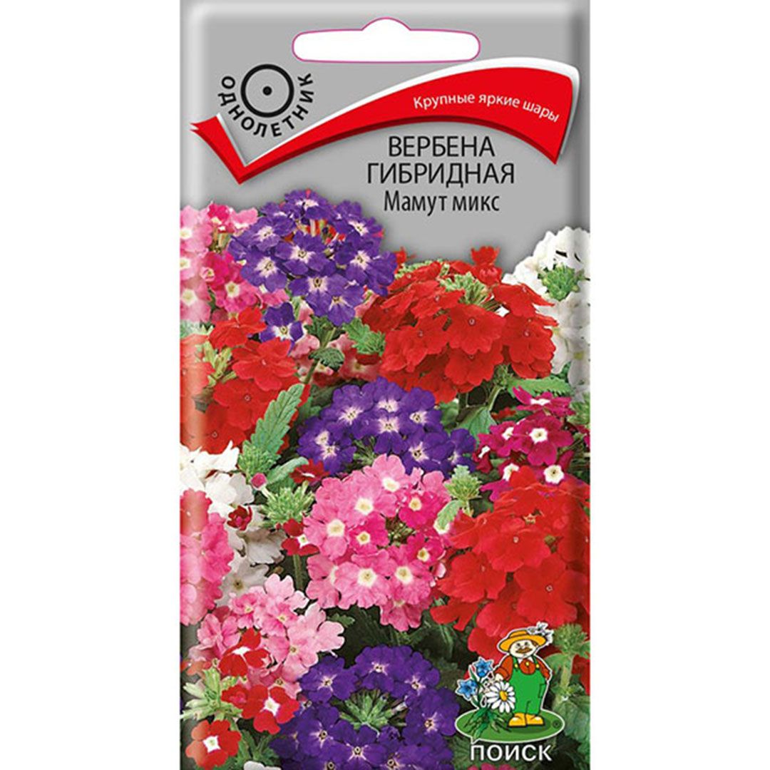 Вербена Профессиональные Семена Купить Оптом