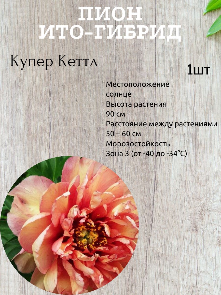 Корневища Пионов Купить В Интернет Магазине