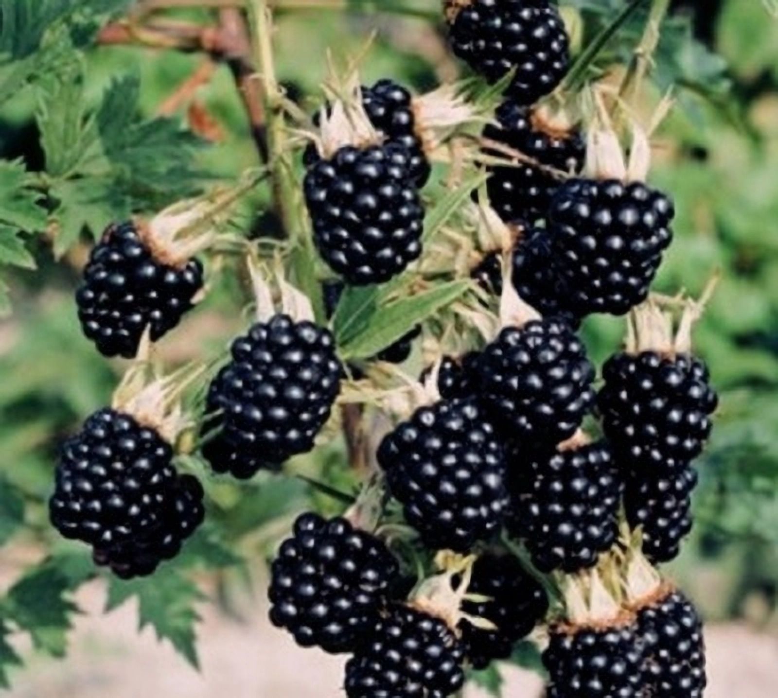 Ежевика натчез. Колючая дикая ежевика. Колючая ли ежевика. Колючая ли ежевика. Ежевика куст колючий.