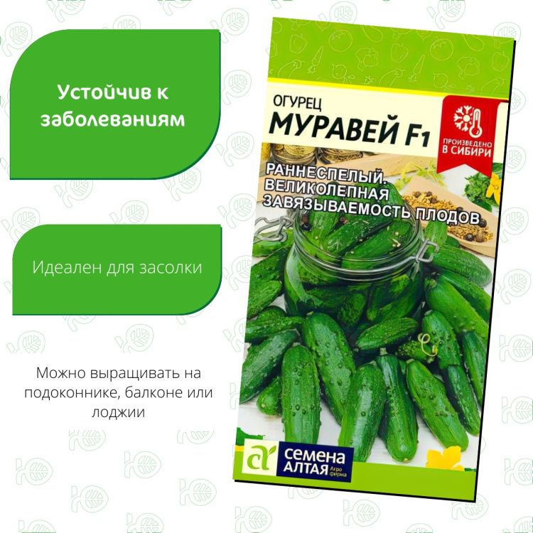 Огурец Муравей F1(图2)