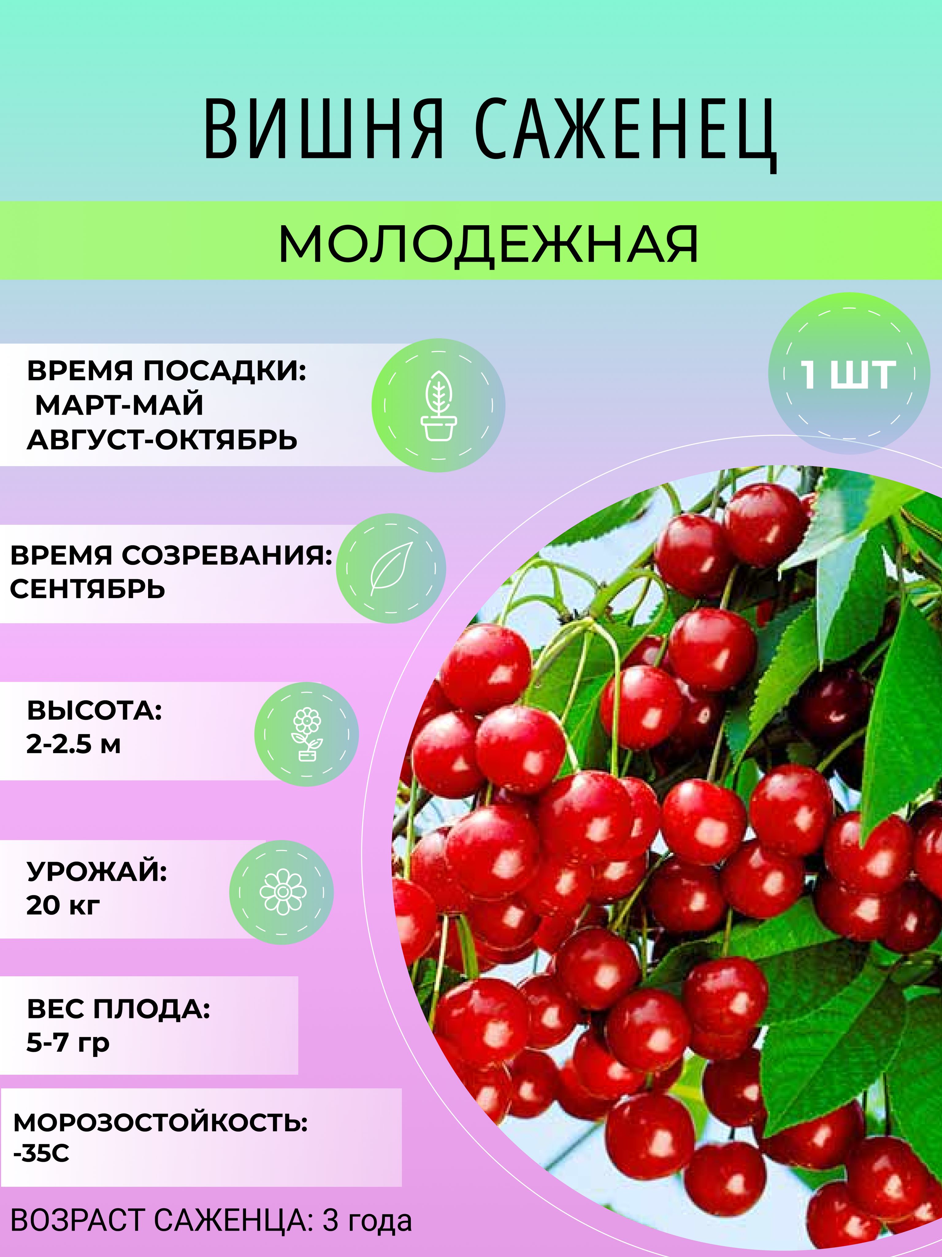 Вишня Молодежная, описание сорта, характеристика и отзывы, особенности выращиван