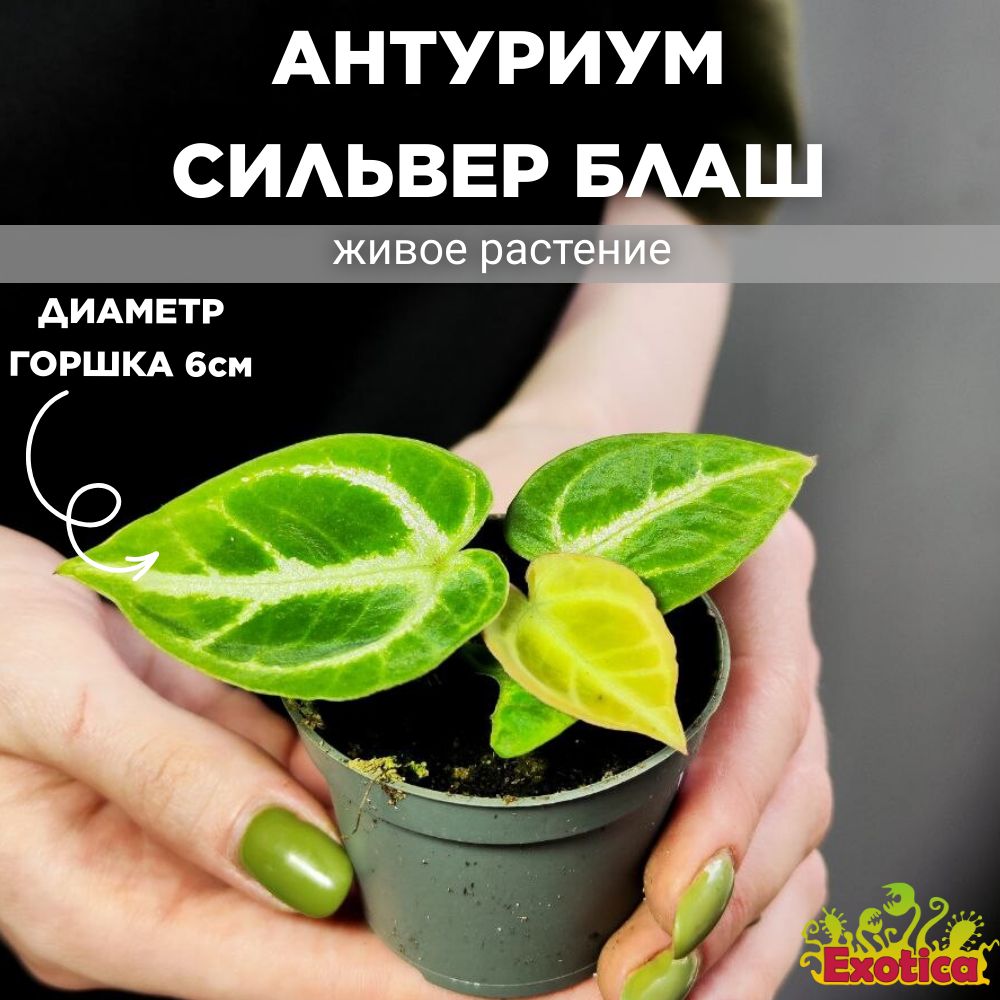 Антуриум Exotica Anthurium Silver Blush, 6 дм, 01446 шт - купить по  выгодной цене в интернет-магазине OZON (1047279414)