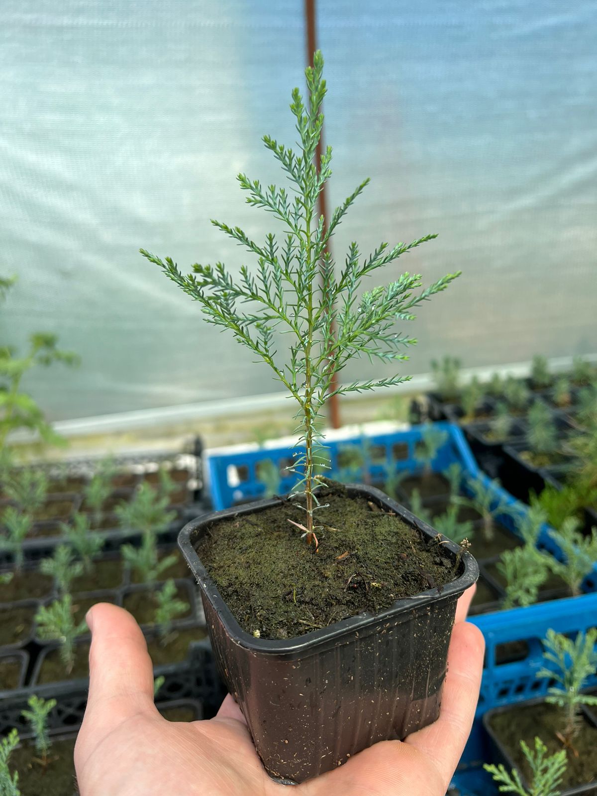 Кипарисовик Лавсона cupressus lawsoniana