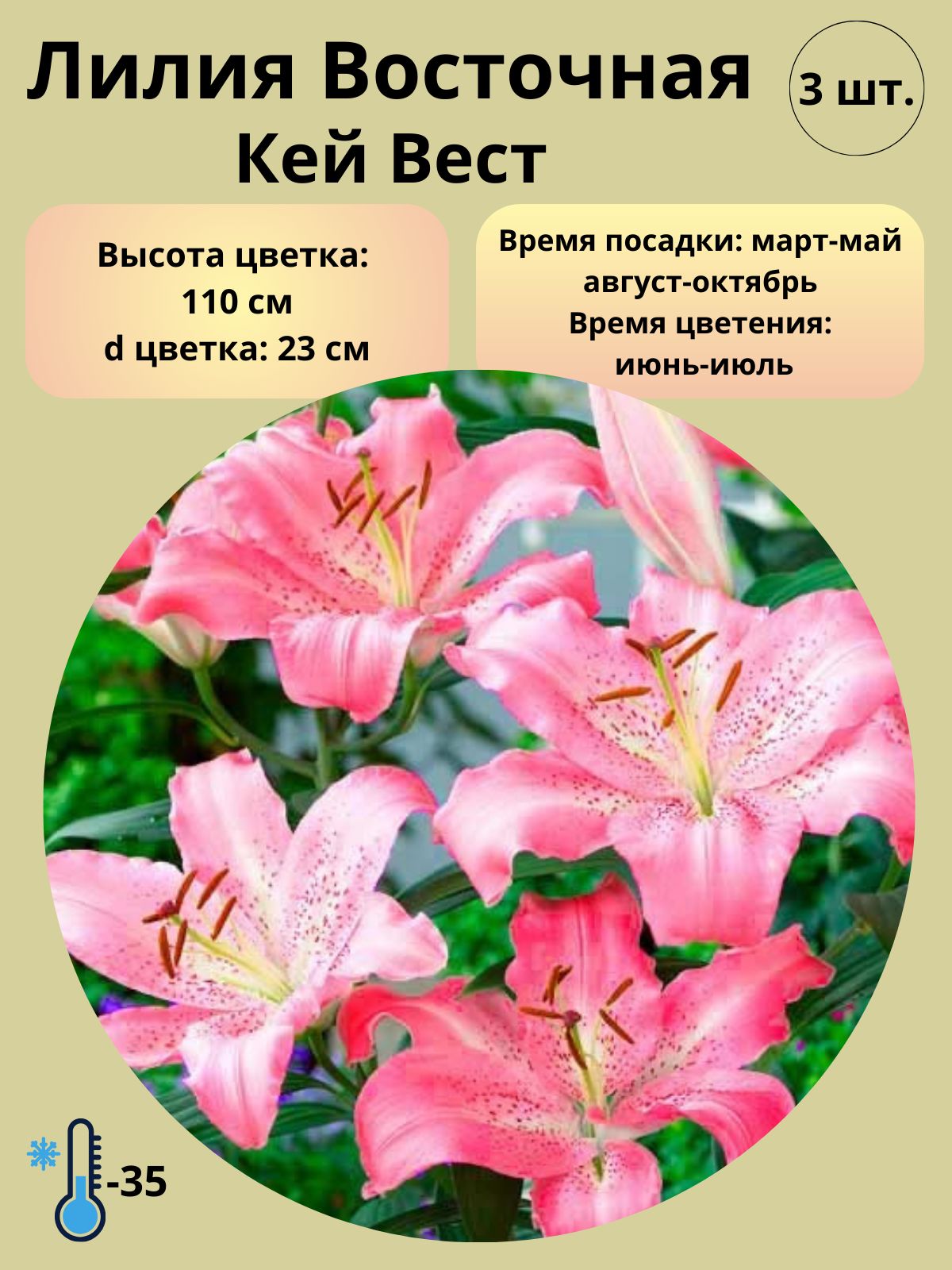 Купить Луковицы Лилий В Магазинах Москвы