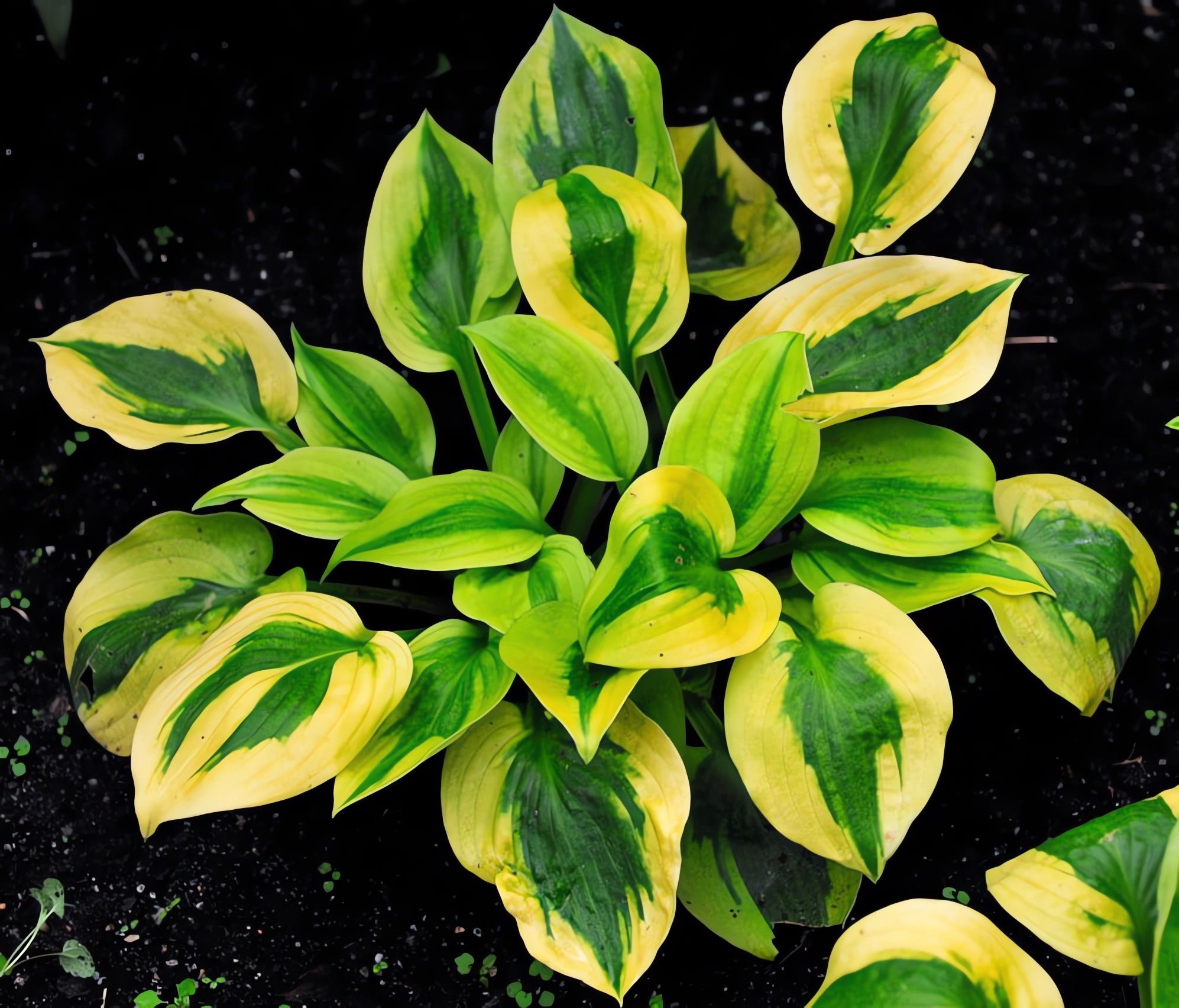 Хоста глэд рэгс. Глэд тининг хоста. Хоста glad rags. Хоста глед регс. Хоста glad rags.