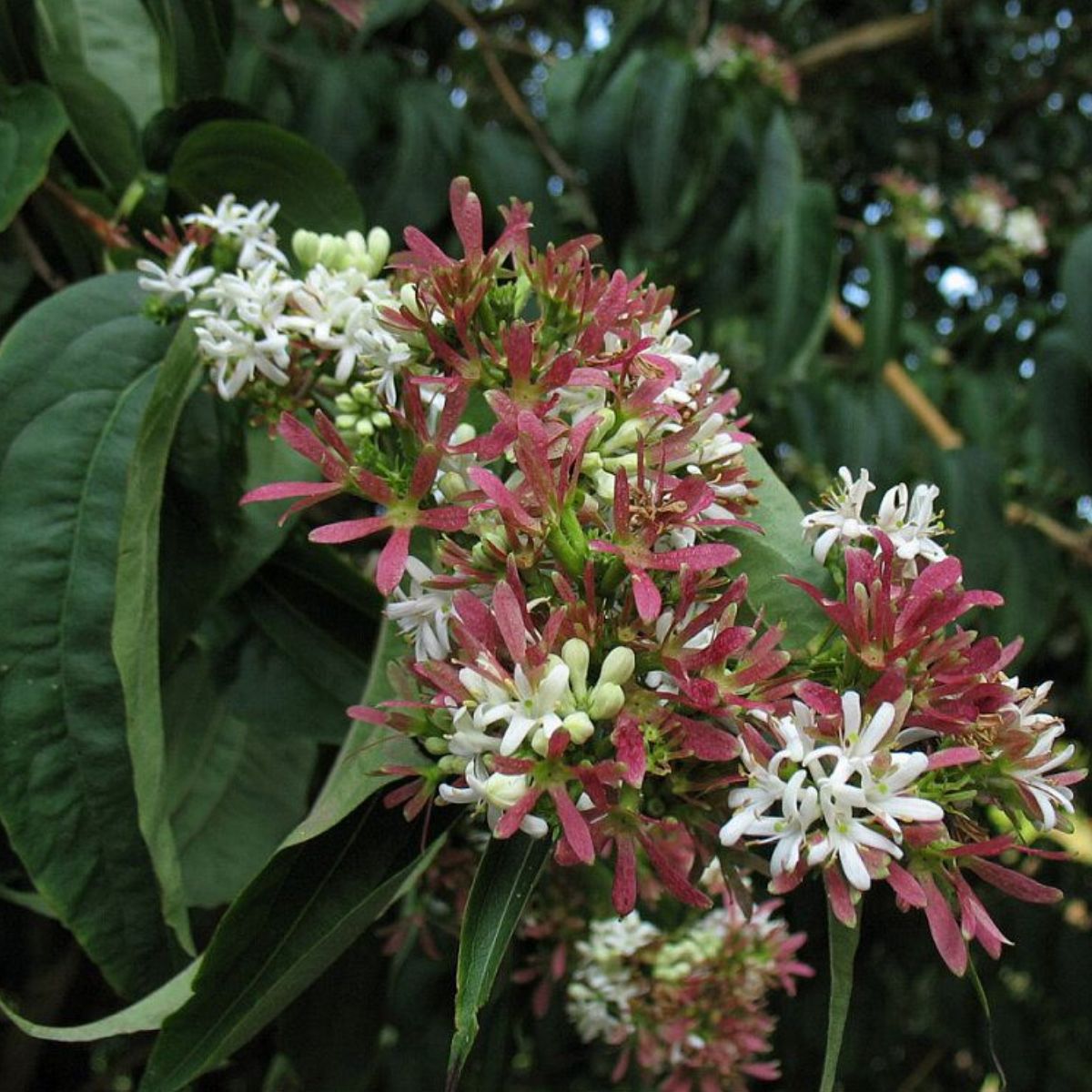 Heptacodium miconioides - the flowers turn pink before getting berries - very at