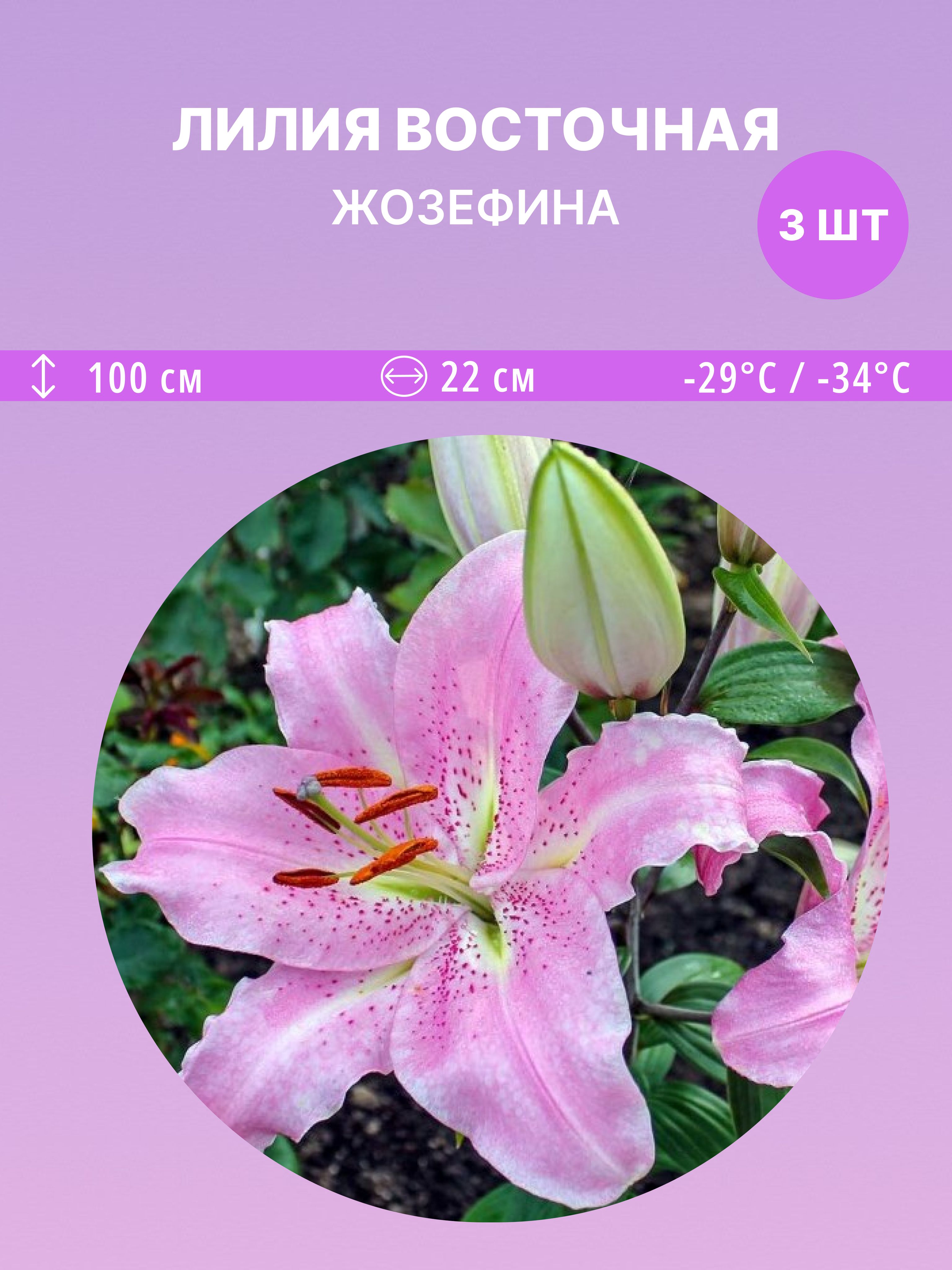 ЛилиявосточнаяЖозефина,многолетниецветыдлясадаидачи3луковицы