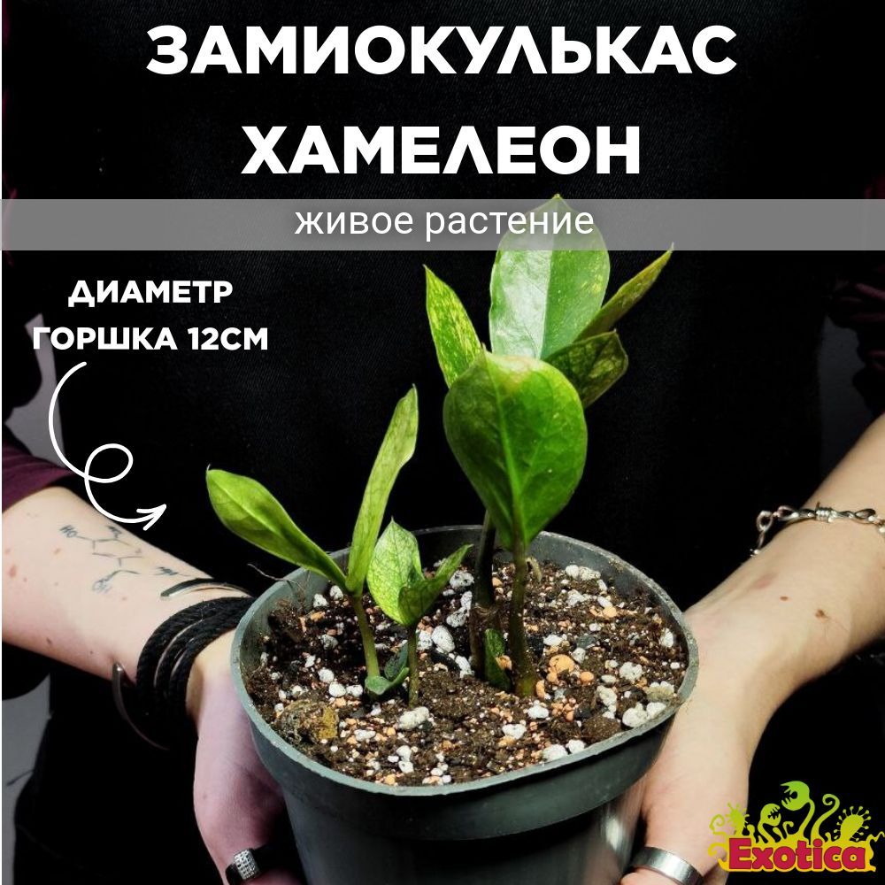 Замиокулькас Вариегатный Хамелеон (Zamioculcas Chameleon) D12см (КЛУБНИ)